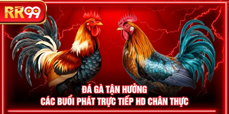 Đá gà tận hưởng các buổi phát trực tiếp HD chân thực