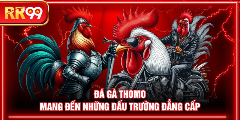 Đá gà Thomo mang đến những đấu trường đẳng cấp