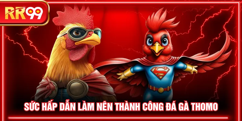 Sức hấp dẫn làm nên thành công đá gà Thomo