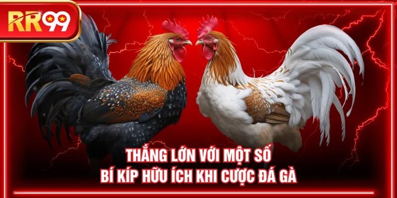 Thắng lớn với một số bí kíp hữu ích khi cược đá gà